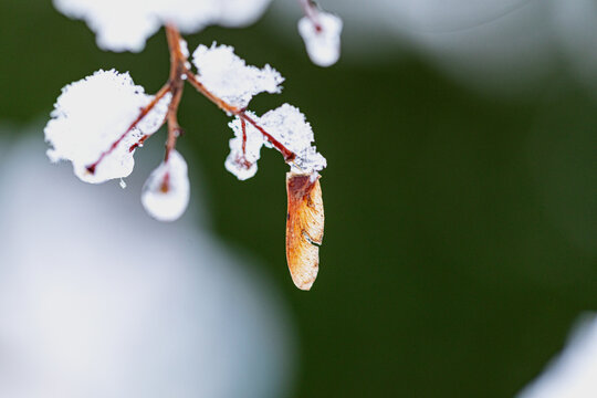 Ahornsamen und Zweig in Schnee und Eis