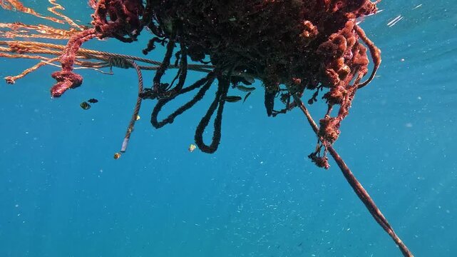 A tangled mass of abandoned fishing ropes and marine growth floats under the water's surface