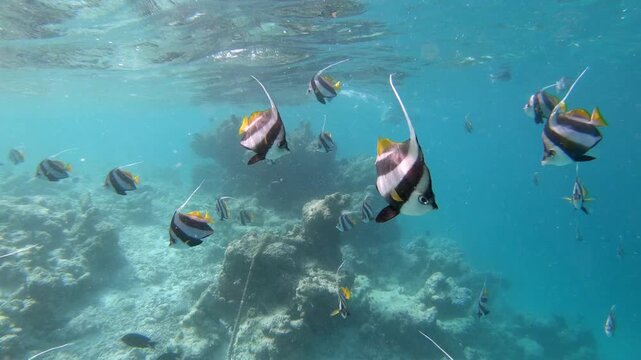 The schooling bannerfish (Heniochus diphreutes), also known as the false moorish idol, is a marine ray-finned fish, a butterflyfish from the family Chaetodontidae. 