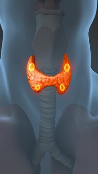 Human Parathyroid Gland Medical Concept 