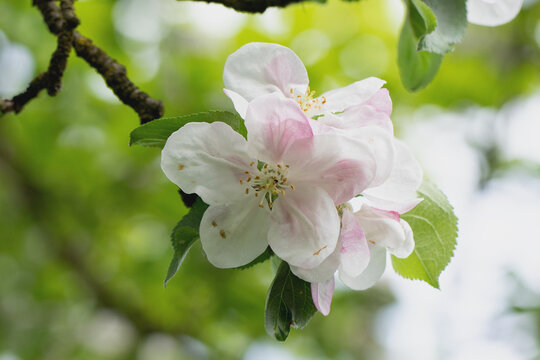 Apfelbl&uuml;te trotzt der heftigen K&auml;lte