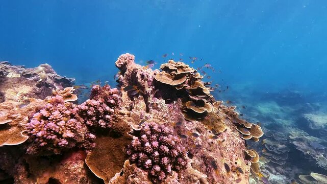Observe the active marine life on a healthy coral reef. Schools of small fish swim through the warm, clear ocean water