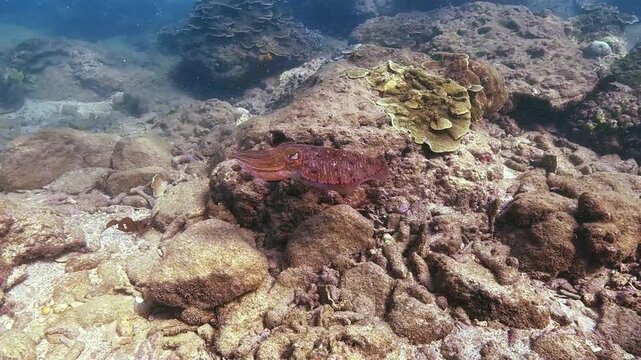 A cuttlefish changes its color and texture to blend into the rocky coral reef environment, moving slowly across the seafloor during daytime