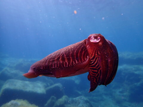 Cuttlefish