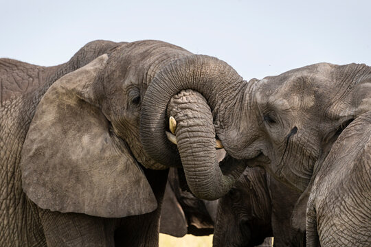 Elephant greeting with tusks