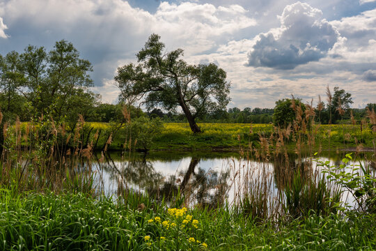 Naturschutzgebiet am ehemaligen Deichhof Langenlonsheim/Gensingen