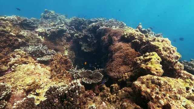 Underwater view of a thriving coral reef with countless small fish swimming around diverse corals and marine animals in the bright ocean during the day