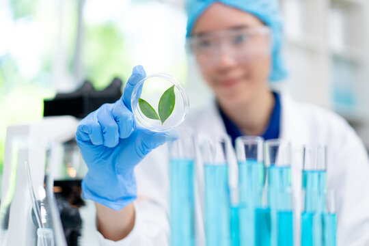 hand of scientist examining plant in petri dish conducting research in laboratory, asian woman microbiologist looking at healthy green leaf sample biotechnology innovation food science laboratory