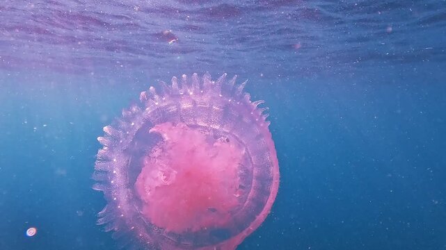 A beautiful large pink jellyfish pulsates and swims near the shimmering surface in the vast blue ocean. Small plankton float around it in the bright daytime light