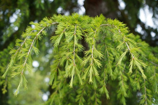 Nahaufnahme einer Himalaya-Zeder (Cedrus deodara) im Fr&uuml;hling, 