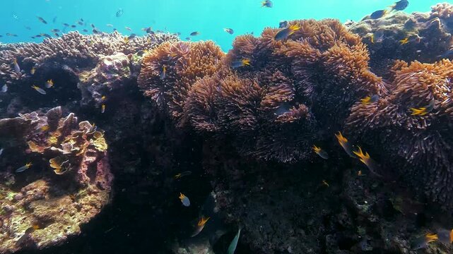 Numerous fish swim among colorful hard and soft corals in a thriving ocean reef. Sunlight shines through the clear blue water during the day