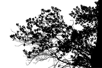 Fototapeta premium A black and white photograph of an oak branch in a natural forest