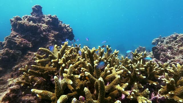 Numerous blue fish dart and swim among the branching coral. This active marine life thrives within a beautiful, clear ocean coral reef