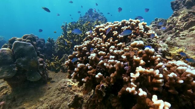 Blue fish swim through a healthy coral reef with diverse formations in clear, sunlit ocean water during the day