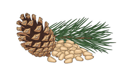 Fototapeta premium Hand drawn pine branch with cone and scattered seeds provides a detailed botanical illustration of evergreen forest flora.