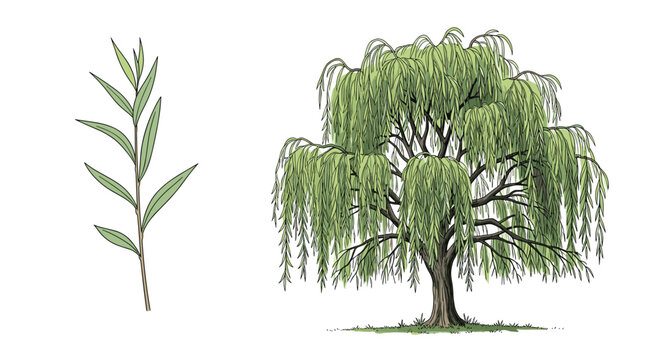 Detailed illustration of a weeping willow tree and a separate leafy branch showcasing the characteristic drooping foliage on a white background.