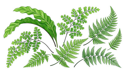 Exotic fern leaf botanical vector isolated on white background © MDRahul