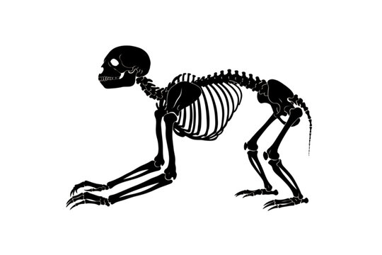 Primate Skeleton Illustration: A striking black illustration of a primate skeleton, hunched in a quadrupedal pose, showcases the intricate bone structure and anatomical detail.
