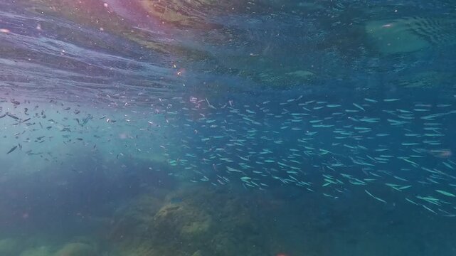 Shimmering school of small fish swims gracefully through clear blue ocean water. Sunlight penetrates the surface above coral reef formations