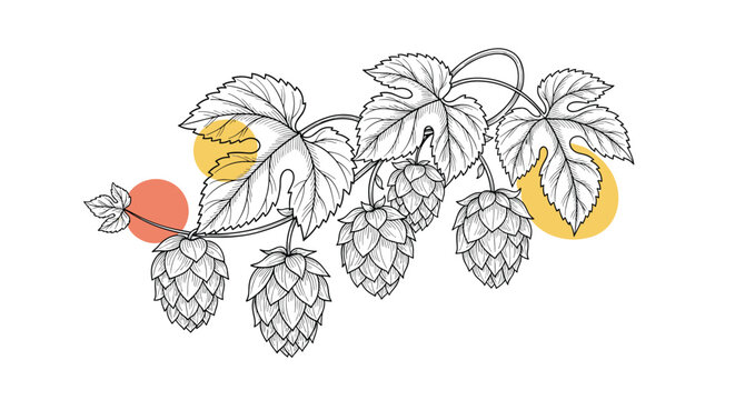 Classic botanical engraving of a hops branch with cones and leaves accented by yellow and orange soft geometric background circles.
