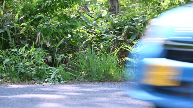 道路を歩き車を避けるように茂みへ入っていく野生のニホンザル