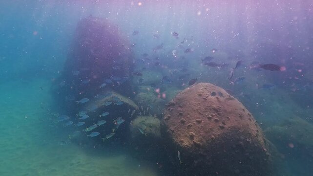 Small fish form schools and swim near large rocks on the ocean floor. Sunlight penetrates the clear water, illuminating the vibrant aquatic environment