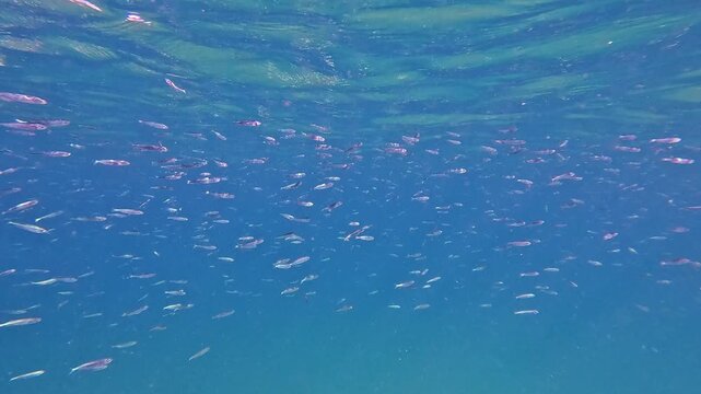A large school of small fish swims actively in the clear blue ocean. Sunlight dapples the underwater environment, highlighting the aquatic life during the day