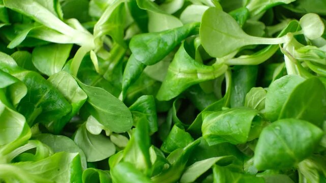 Fresh corn salad leaves close up
