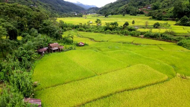 Experience the breathtaking beauty of lush green and golden rice fields in Chiang Mai, Thailand