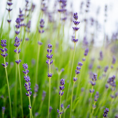 Fototapeta premium Dreamy lavender flowers in soft pastel light