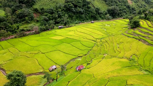 Experience the stunning beauty of Chiang Mai, Thailand rice terraces, a vibrant tapestry of green and gold. Nestled among rolling hills, these fields reflect local agriculture during the harvest