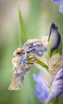 Iris with a lady bug