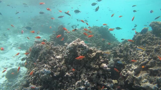 Coral reef fish are fish which live amongst or in close relation to coral reefs. Coral reefs form complex ecosystems with tremendous biodiversity. Among the myriad inhabitants