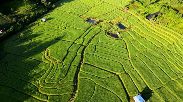 Vibrant green rice terraces stretch across the landscape, glistening under the morning sun in Chiang Mai, Thailand. Quaint huts dot the fields, creating a captivating rural scene 