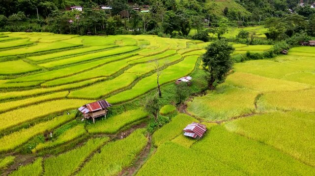 Witness the breathtaking beauty of sprawling rice fields in Chiang Mai, Thailand, where golden grains sway gently in the wind. Experience the vibrant colors and serene landscape.