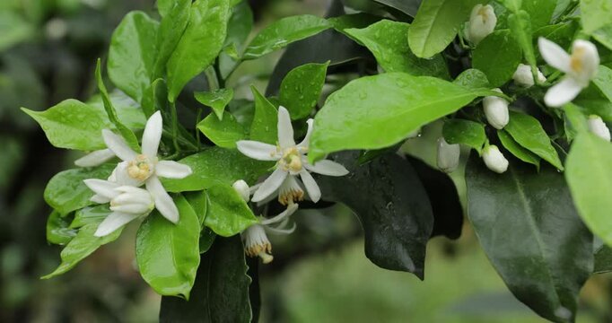 Orange trees flowering in spring