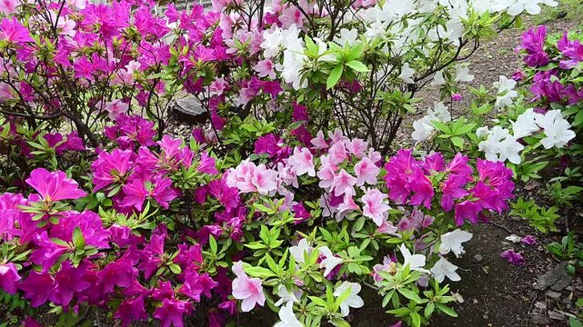 公園のツツジ