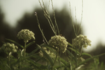 Obraz premium Antelope horn milkweed plant in dreamy soft blur, Texas spring season native plant.