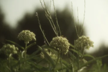 Fototapeten Antilope Antelope horn milkweed plant in dreamy soft blur, Texas spring season native plant.  © ccestep8