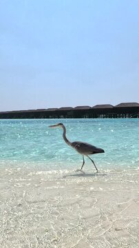 Heron in Tropical Lagoon Near Overwater Villas. Clear turquoise ocean water, white sand beach, tropical island scenery, and calm travel vacation atmosphere.