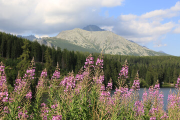 Fototapeta premium Wildflowers bloom by a serene mountain lake in the High Tatras