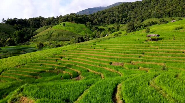 Terraced rice fields stretch across the hills of Chiang Mai, Thailand, bathed in sunlight. This lush landscape showcases vibrant green plants and a peaceful wooden shelter, perfect for nature lovers.