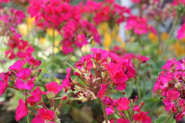 Fototapeta premium blooming geraniums in the park in spring