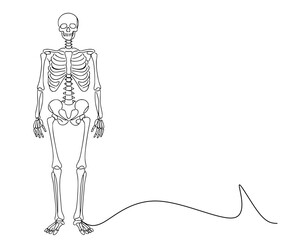 Human Skeleton, Line Art Skeleton, Minimalist line drawing of a full human skeleton in upright position, showing skull, rib cage, spine, pelvis, and limbs. © Sa_e