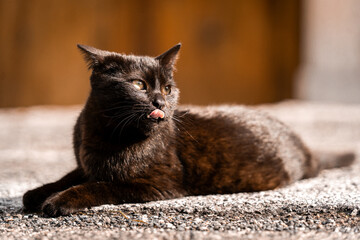 portrait of a cat © Jakub