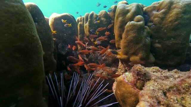 A bustling coral reef full of marine life. A dark sea urchin sits among coral formations while a dense school of small orange fish swims nearby