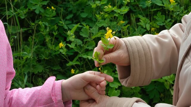 Grandmother applying fresh orange celandine juice to treat a wart on a child's hand.
