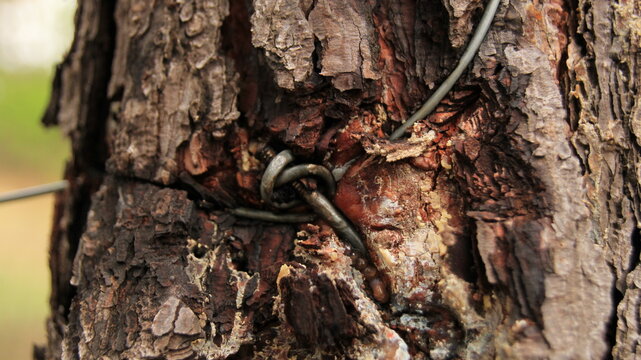 a tree suffocated and traped by a fence