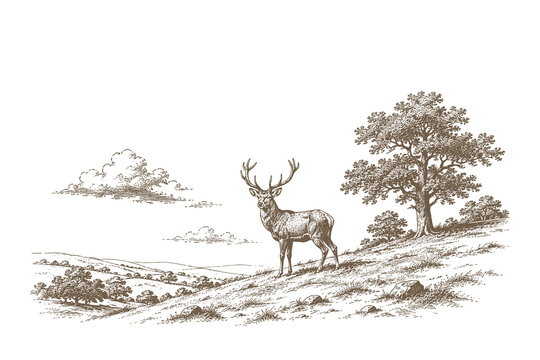 Majestic engraving style vector illustration of a horned deer stag standing proudly on a rolling grassy hill in a scenic valley landscape