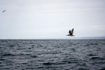 Fototapeta premium Dynamic wildlife image of a pelican soaring above rough ocean water near the California coastline under an overcast sky.